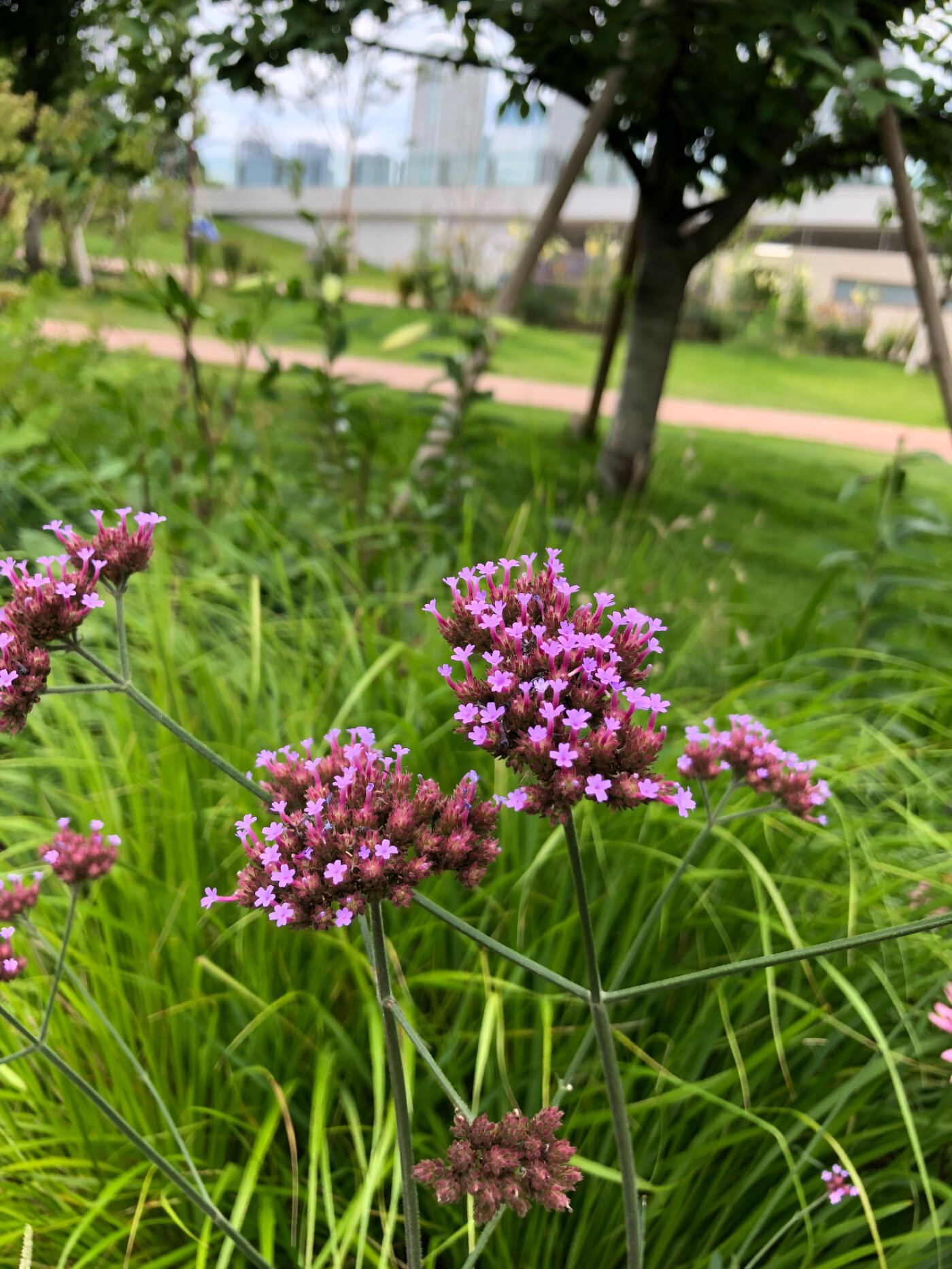 6～7月のガーデン風景と花の名前 | 季節の植物 | ガーデン情報 | 豊洲 