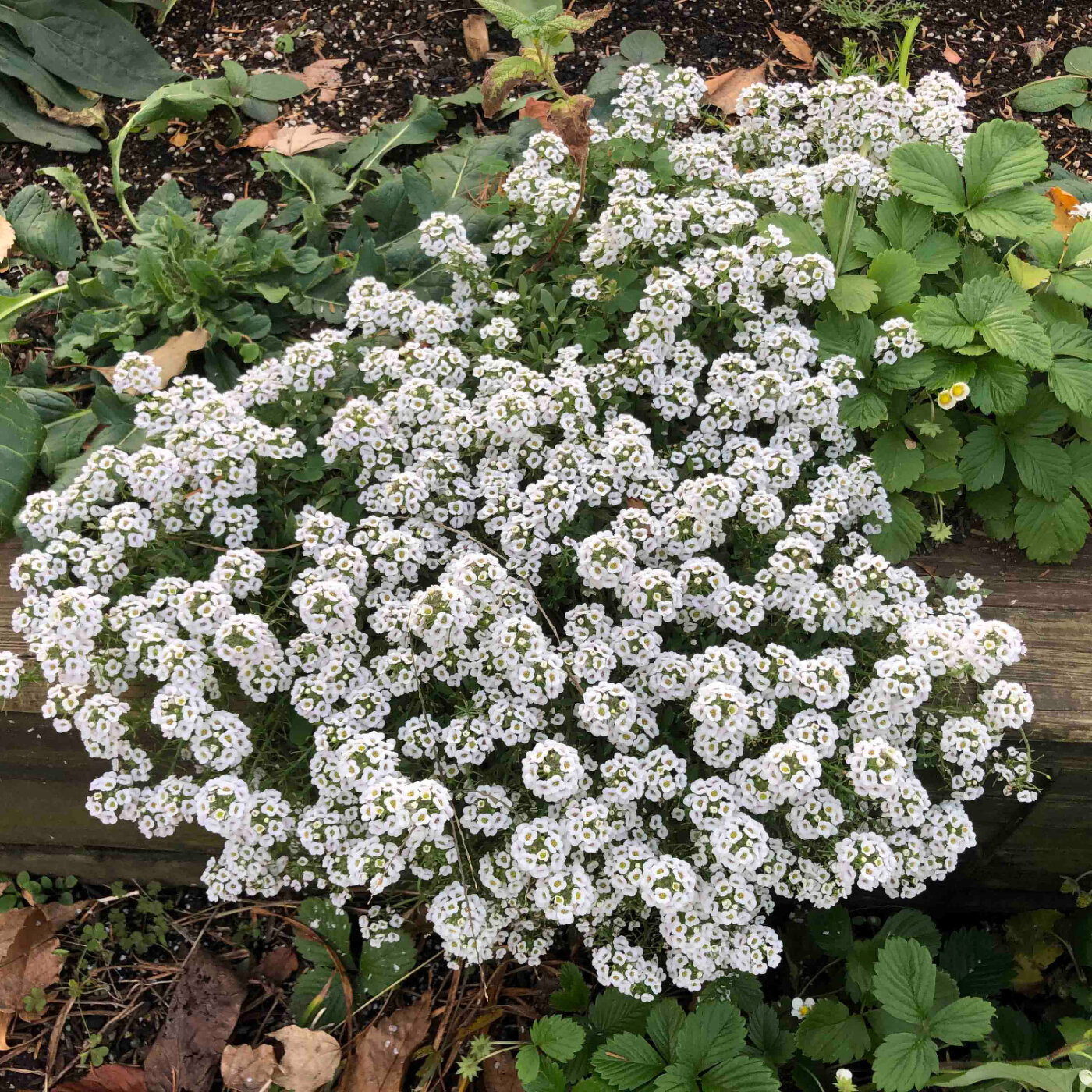 アリッサム スノークリスタル