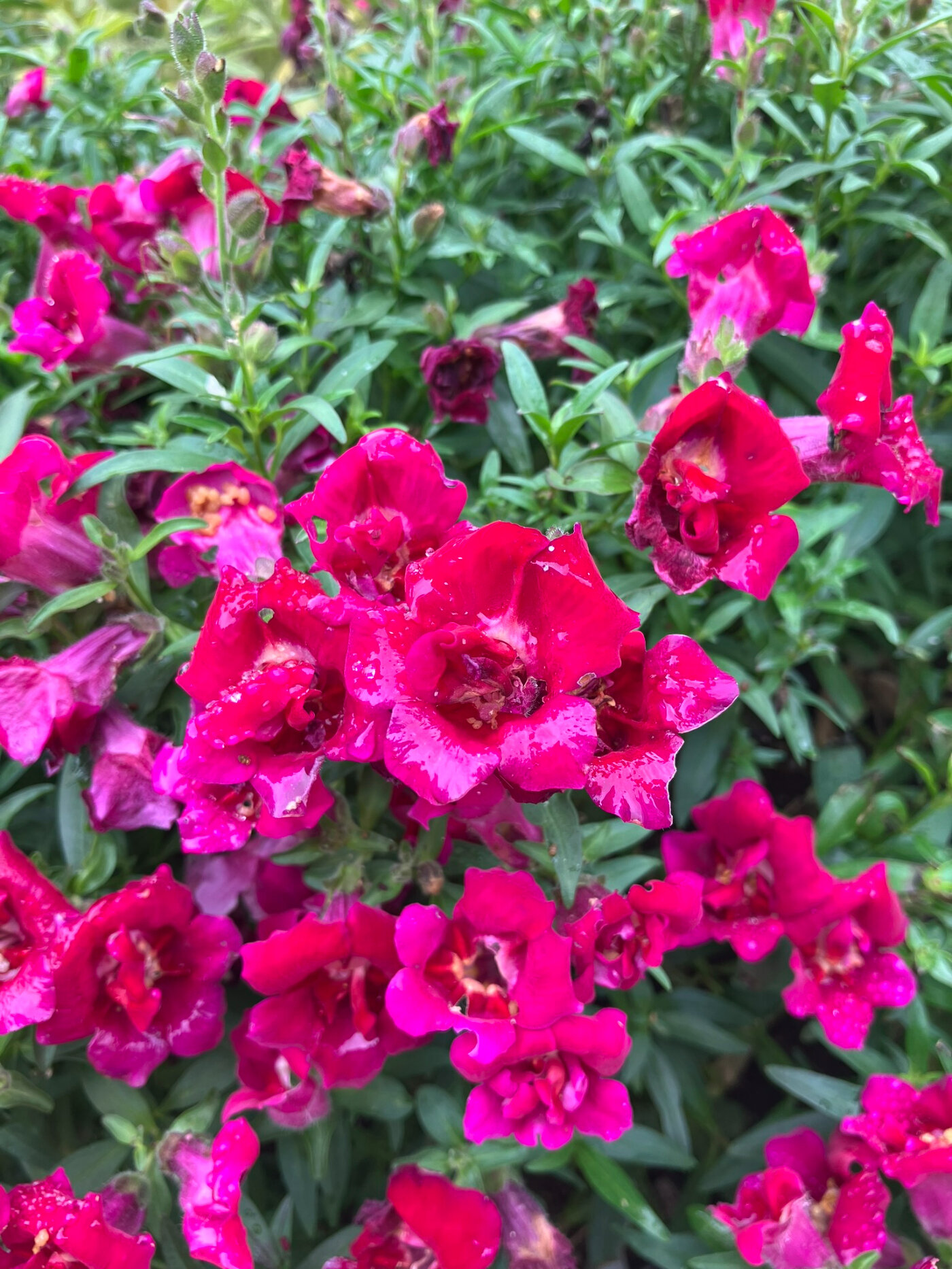 キンギョソウ トゥイニー バイオレット