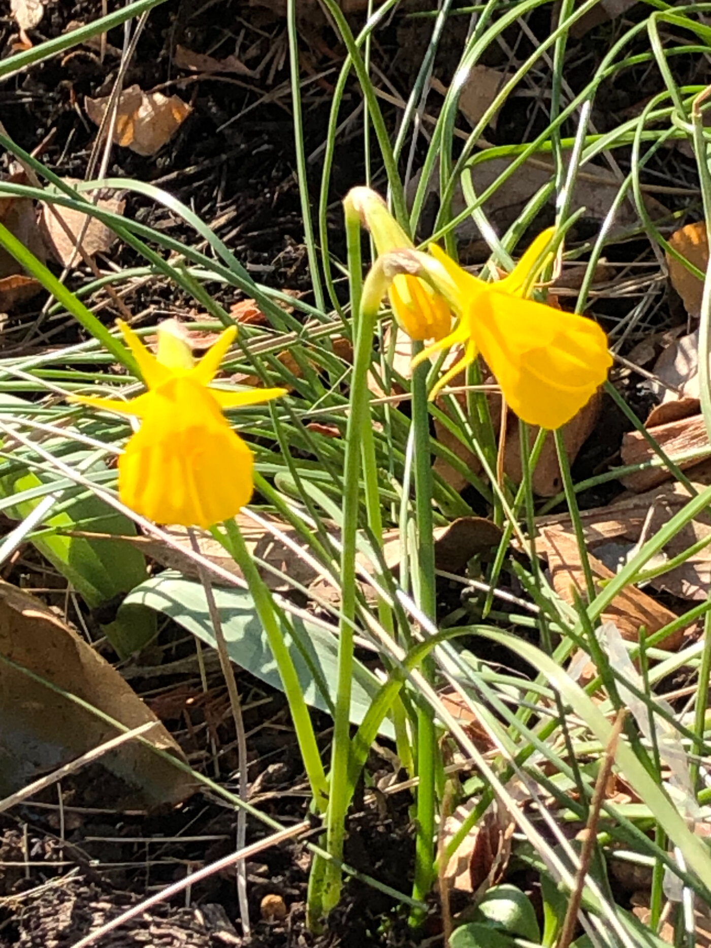 ミニスイセン バルボコディウム