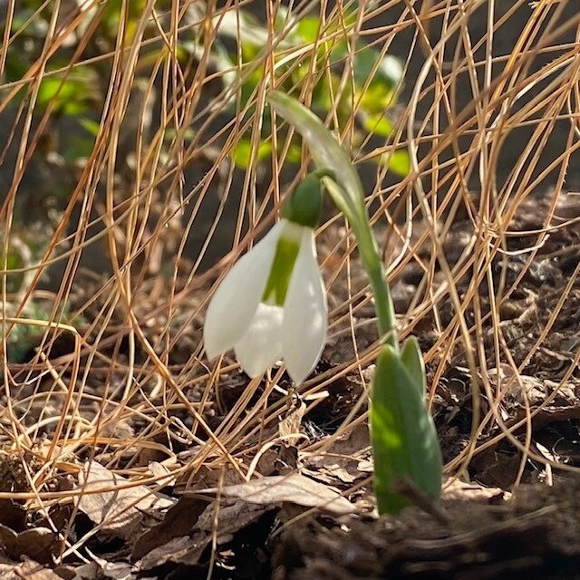 スノードロップ