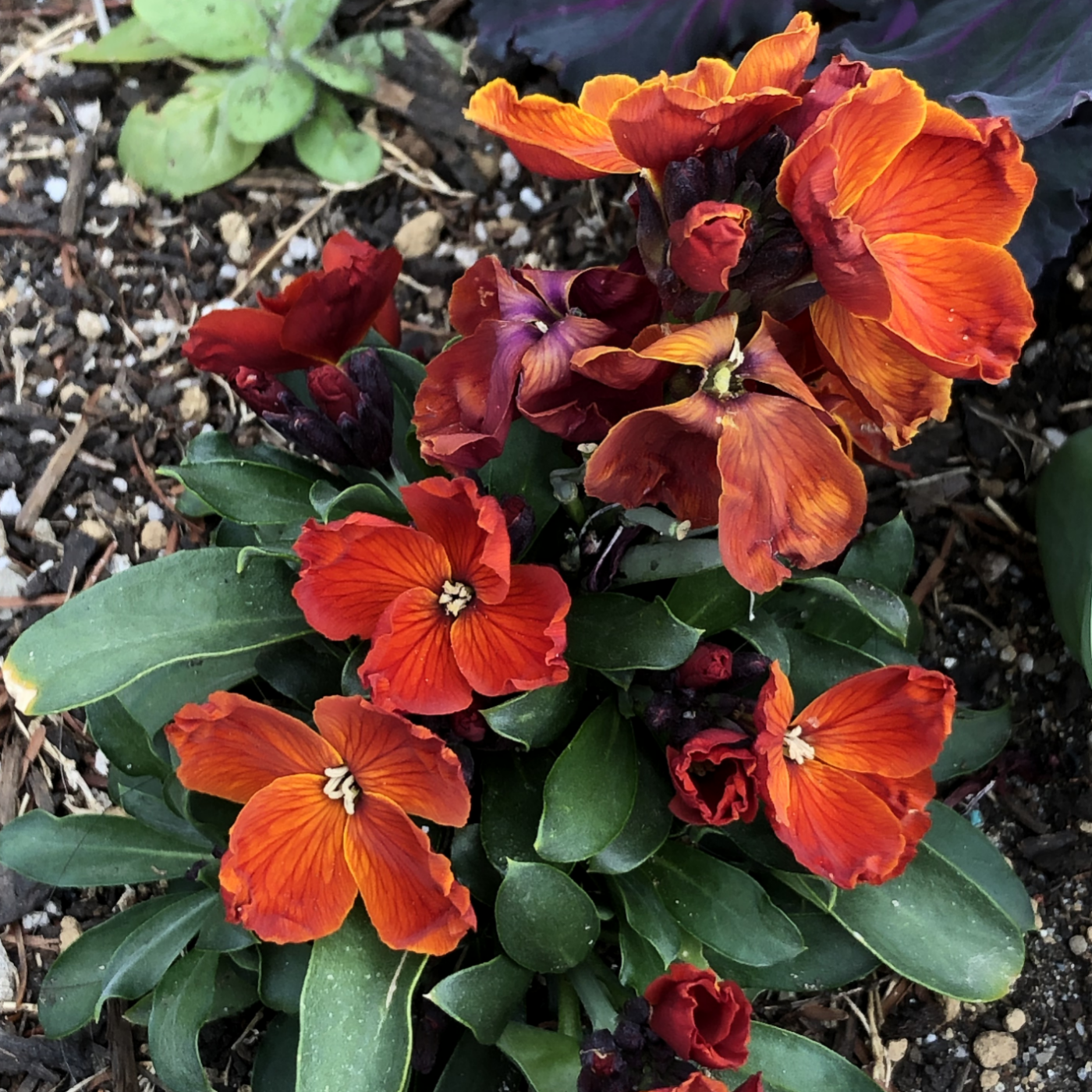 チェイランサス F1シュガーラッシュ レッド