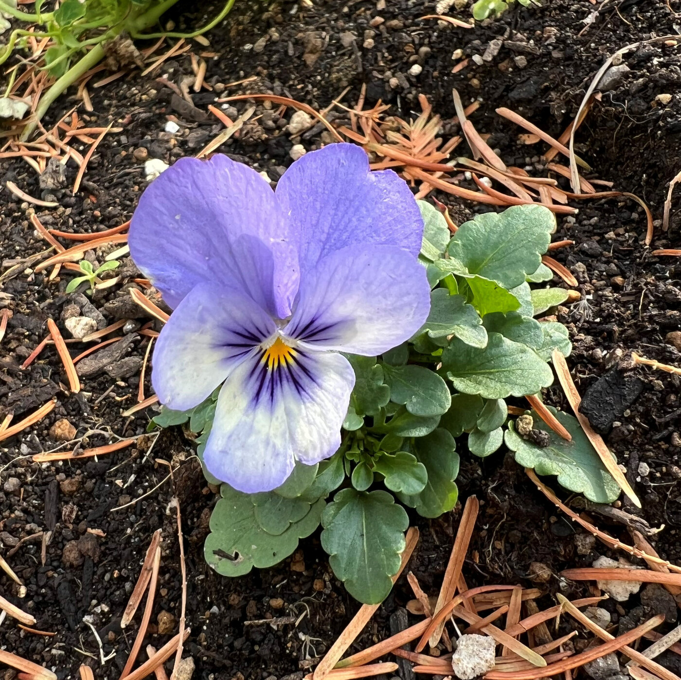 ビオラ F1フローラルパワー ブルーピコティ